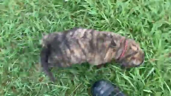 Baby Girl English Mastiff in Houma, Louisiana