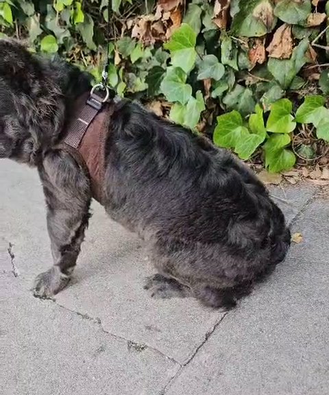 Blue Fluffy (2k) in Los Angeles, California