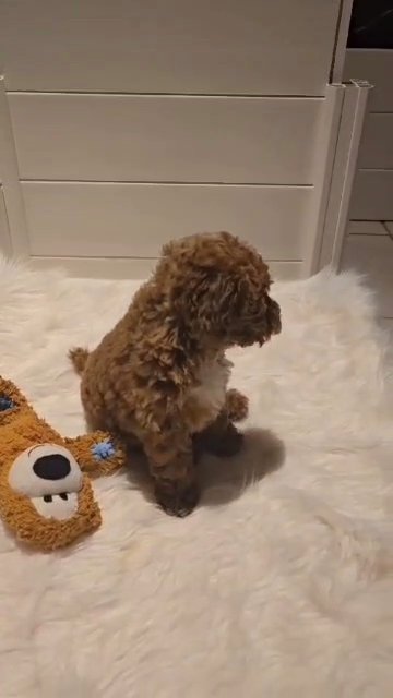 Mini Poodle in Fort Lauderdale, Florida