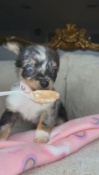 Chihuahua Girl Puppy in Charlotte, North Carolina