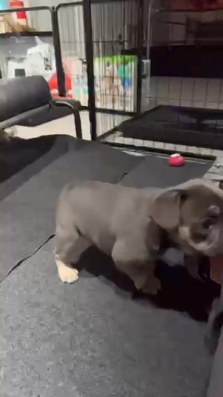 Male frenchie Lilac And Tan in Jefferson City, Missouri