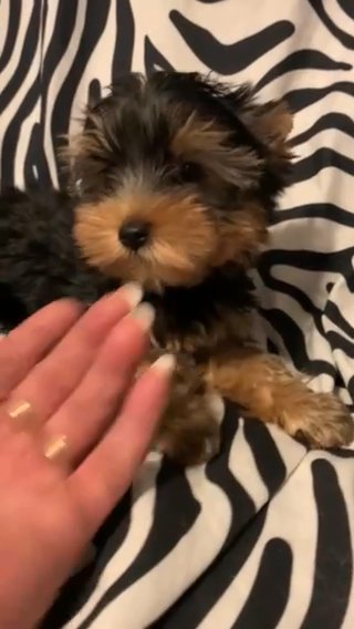 AKC Male Yorkie in Bolivar, Missouri
