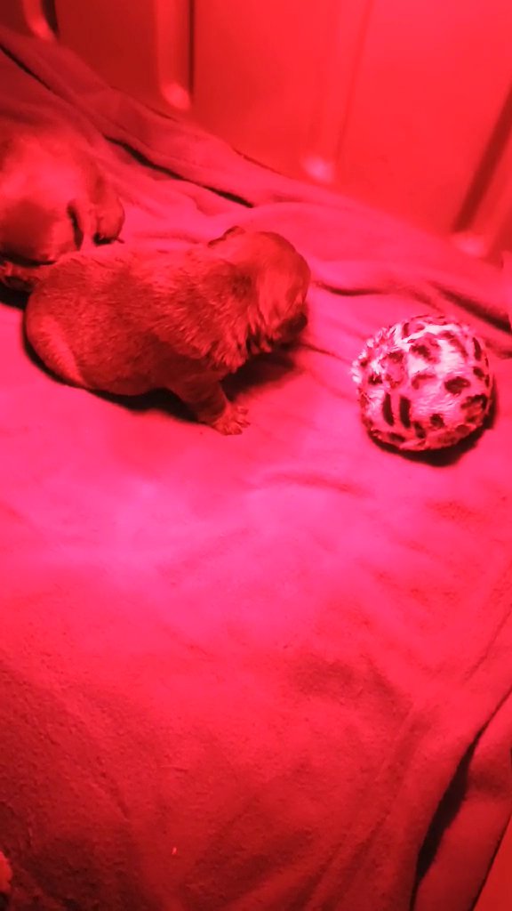 AKC French bulldog puppies in Coshocton, Ohio