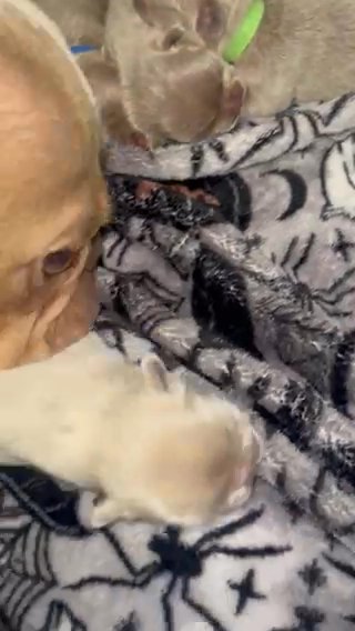 New Shade Isabella Male French Bulldog Puppy in Port St. Lucie, Florida