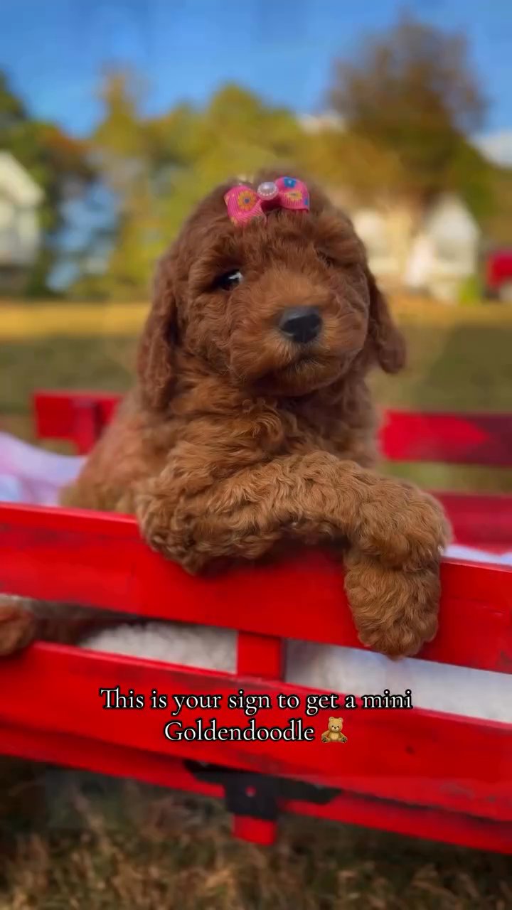 puppies for adoption in Houston, Texas
