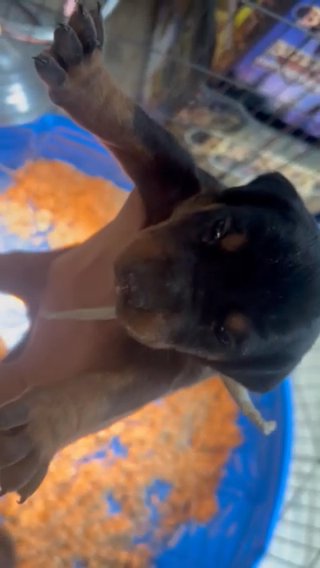 Doberman Pinscher in Houston, Texas