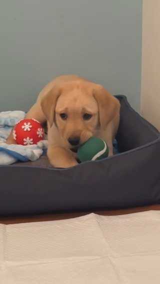 Labrador Retriever Puppy For Sale in Bailey's Crossroads, Virginia