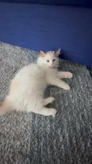 Ragdoll Kitten (Female, Bebe) in Cleveland, Ohio