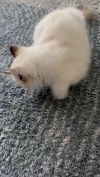 Ragdoll Kitten (Mimsy) in Cleveland, Ohio