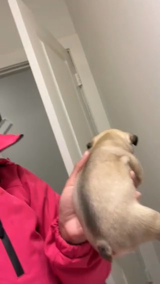 Male frenchie in Dallas, Texas