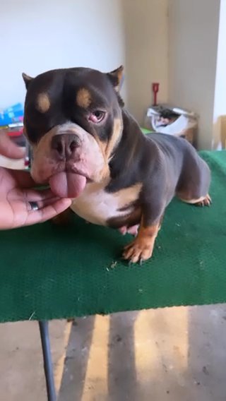 3 Year Old Chocolate Tri Micro Female 2 Litters ? ? in Lafayette, Louisiana