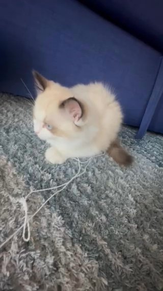 Ragdoll Girl Kitten (Whimsy, Female) in Cleveland, Ohio