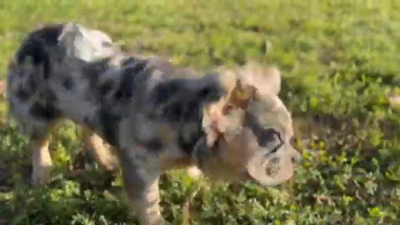 Lilac Merle Fluffy French Bulldog Stud in Port St. Lucie, Florida