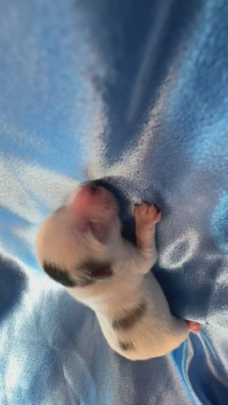 Blueberry Yorkie Boy: Blue Eyes in Shreveport, Louisiana