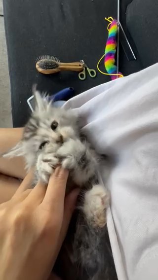 Maine Coon Kitten Available in Bay St. Louis, Mississippi