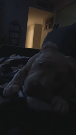 Xl Bully ABKC in Dallas, Texas