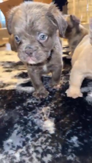 New Shade Isabella & Isabella Full Visual Fluffs in Lafayette, Louisiana