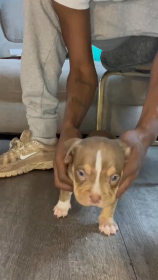 Chocolate Tri Female Available✅ in South Bend, Indiana