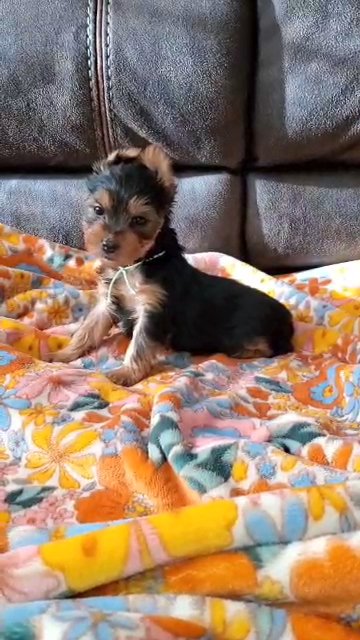Yorkie Female in Petersburg, Virginia