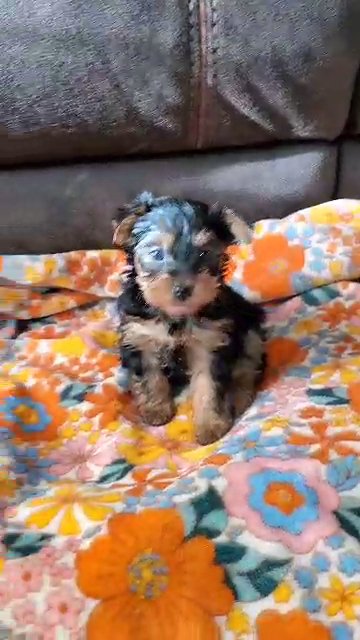 yorkie Female in Petersburg, Virginia