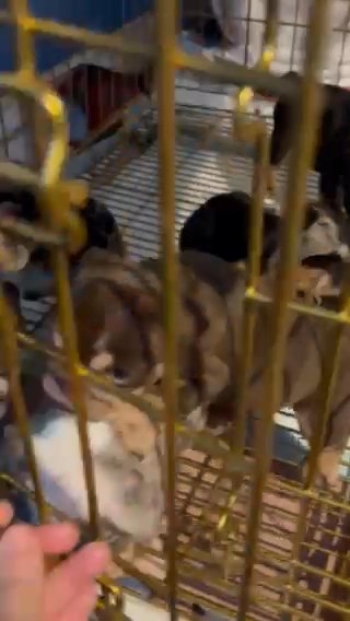 English Bulldogs in Dallas, Texas