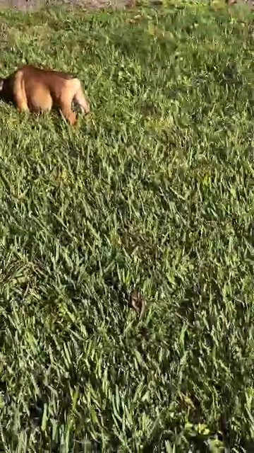 Lexi The English Bulldog in Westgate, Florida