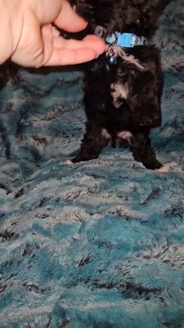 KB Black Male yorkie in Sylacauga, Alabama