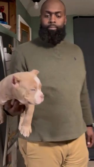 American Bully Pup (pocket) in Schenectady, New York