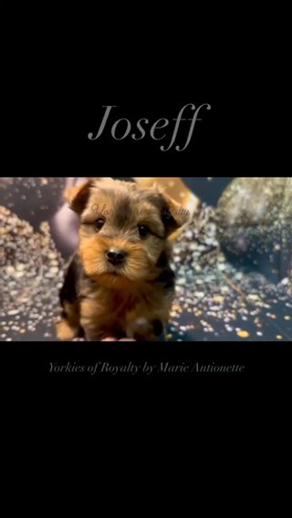 Joseff - Male Merle Yorkie in Pearland, Texas