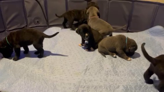 Cane Corso Puppies in Denver, Colorado