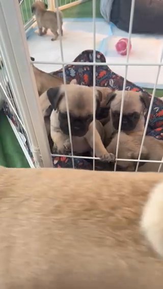 Pug Puppies in Bartlett, Illinois