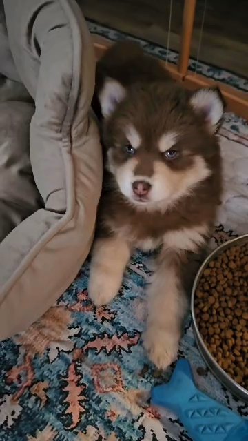 *homed* snickers chocolate pomsky in Wausau, Wisconsin