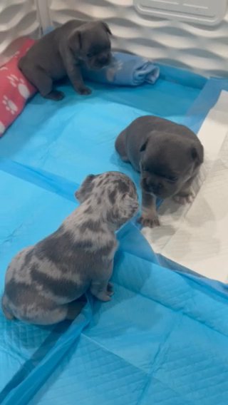 Blue MALE Tri W/tan Point Frenchie in Pittsburgh, Pennsylvania