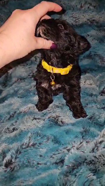 KB Black yorkie in Sylacauga, Alabama