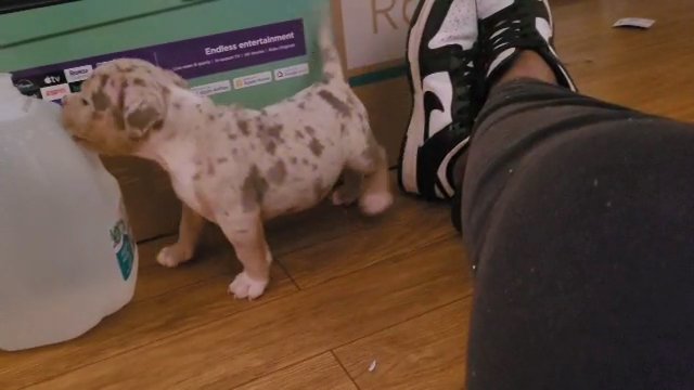 Lilac tri merle bully boy in Goldsboro, North Carolina