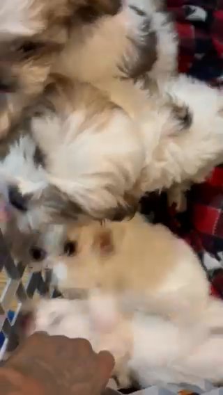 Shih Tzu Puppies in Detroit, Michigan