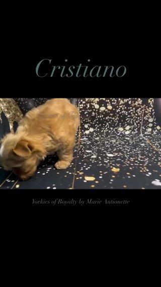 Cristiano - Yorkie Male in Pearland, Texas