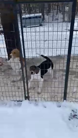 Leopard Hound/walker Coonhound Mix Puppies in Wisconsin Rapids, Wisconsin