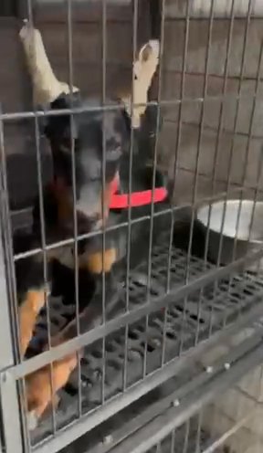 European Doberman in Fort Worth, Texas