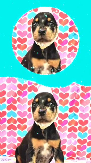 Merle Doberman puppy in Myrtle Beach, South Carolina