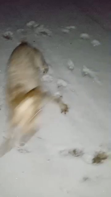 Snowy in Wisconsin Rapids, Wisconsin
