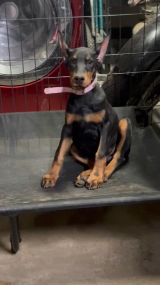 Sunshine Dobermans in Fort Worth, Texas