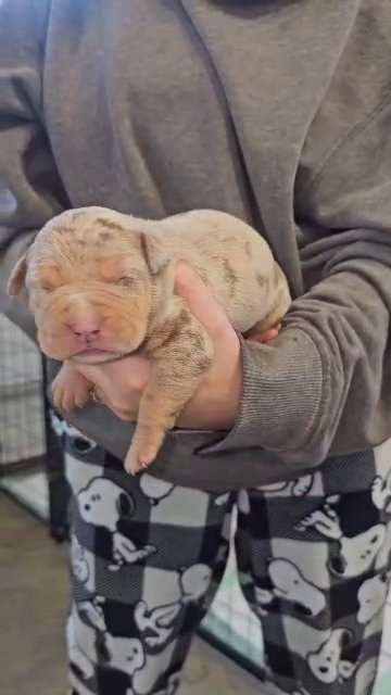 XL American Bully Female in Greensboro, North Carolina