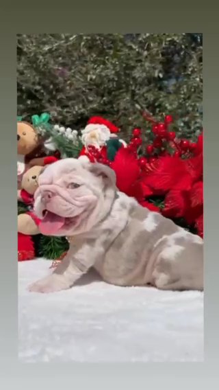 Meet Roxy in San Diego, California