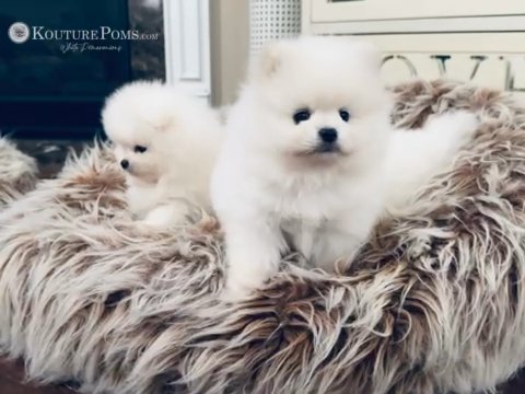 White Pomeranian Boy -AKC in Charlotte, North Carolina
