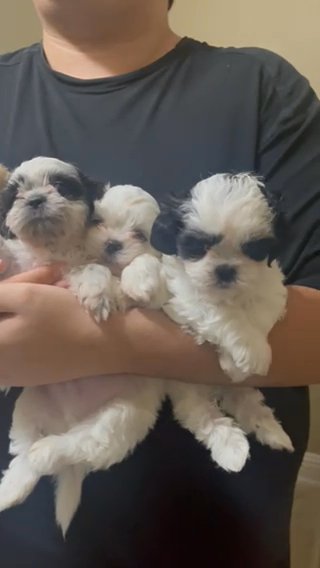 Shihtzu Puppies in Houston, Texas