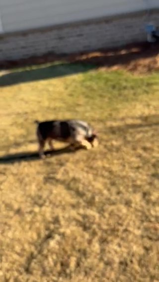 Micro Bully in Atlanta, Georgia