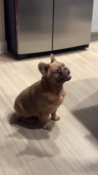 Fluffy Frenchie in Atlanta, Georgia