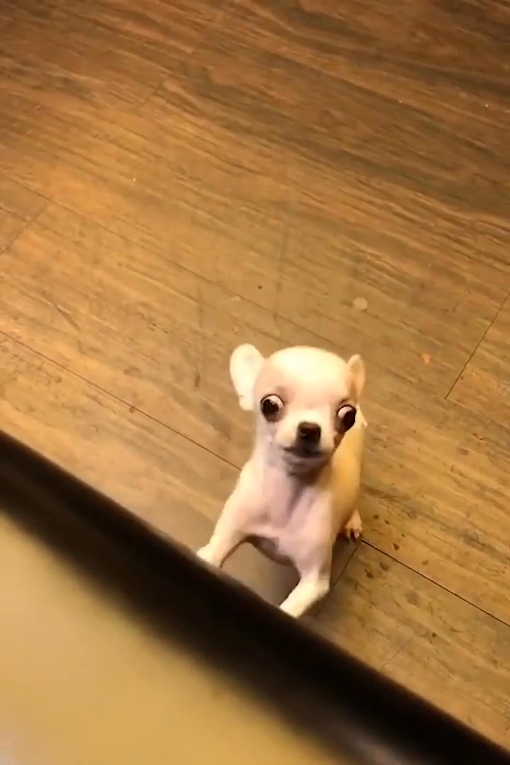 chihuahuas in Houston, Texas