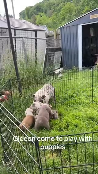 Male English Bulldog in Pittsburgh, Pennsylvania